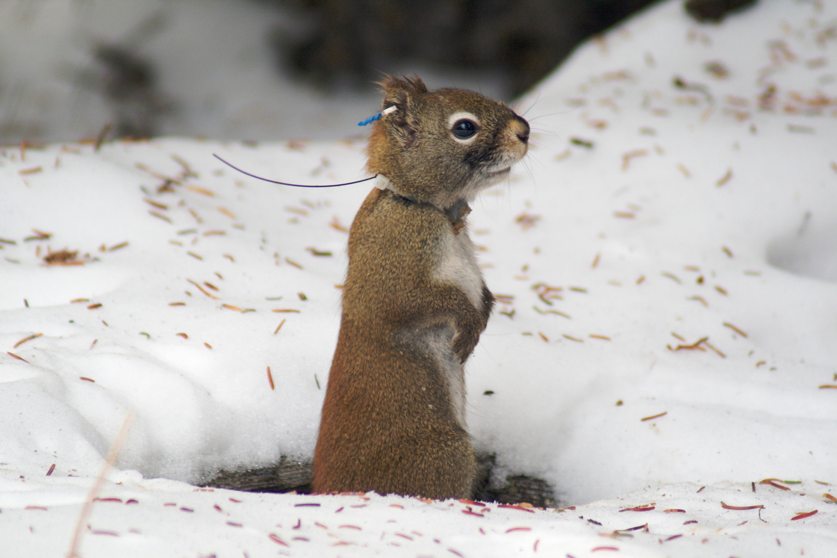 Red squirrel playing ground-squirrel.