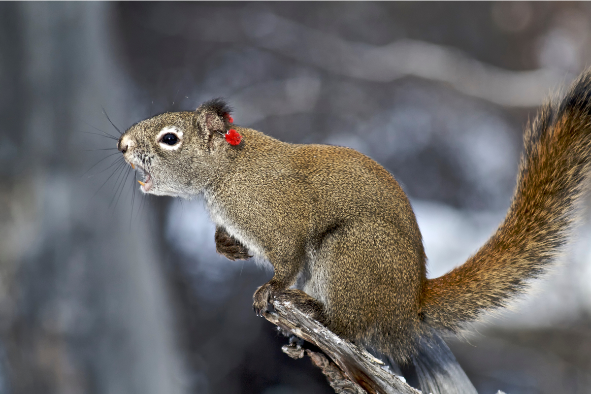 A male red squirrel lets out a territorial call (a rattle) during a mating chase.