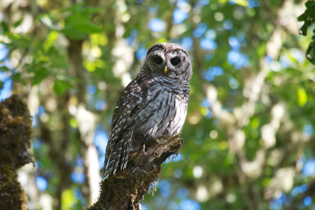 Barred owl near Eugene, Oregon. Is that blood on its beak?