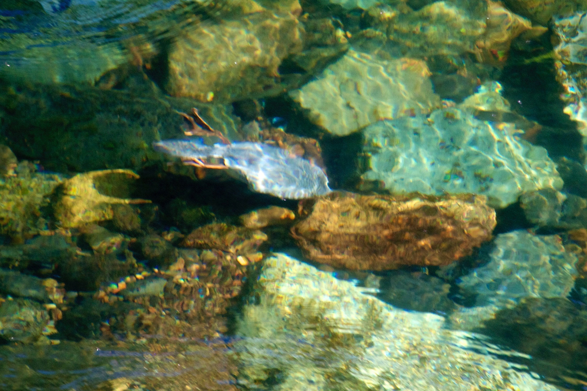 A young common merganzer dives after a fish in the Umpqua River, Oregon.
