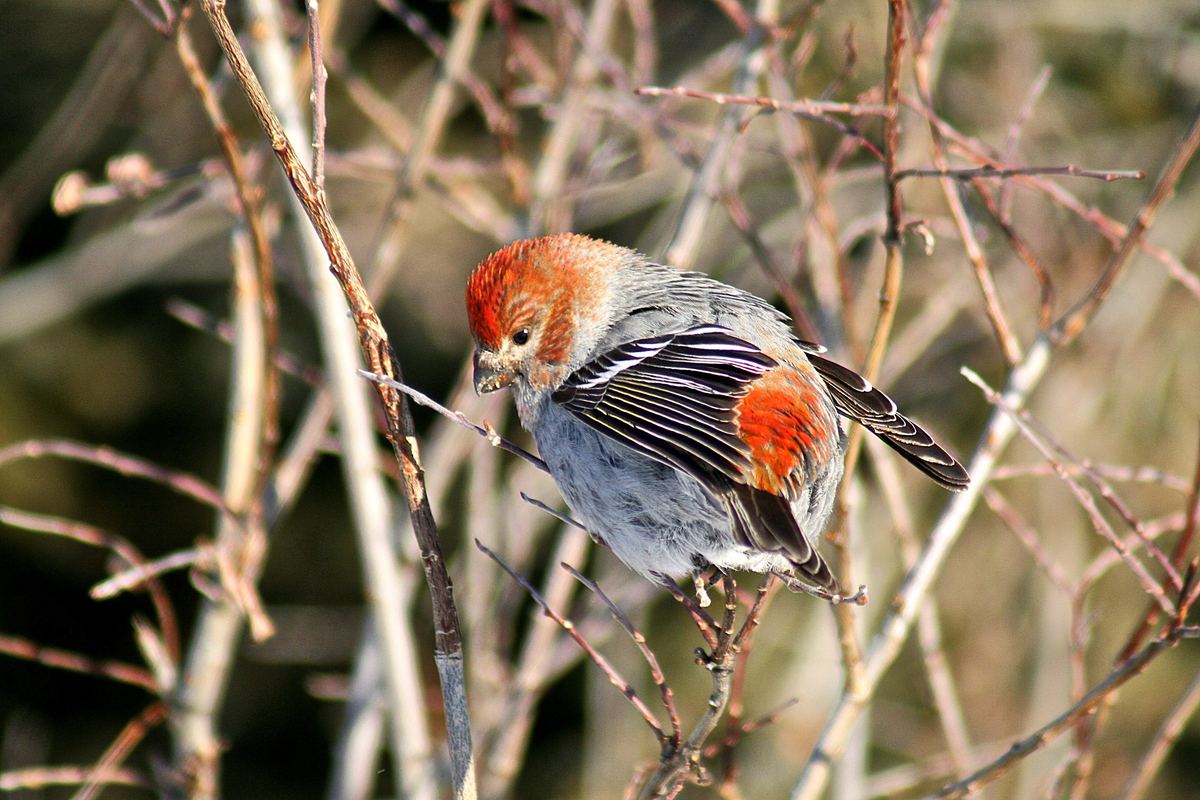 A pine grossbeak fluffed up for winter weather in the Yukon, Canada.