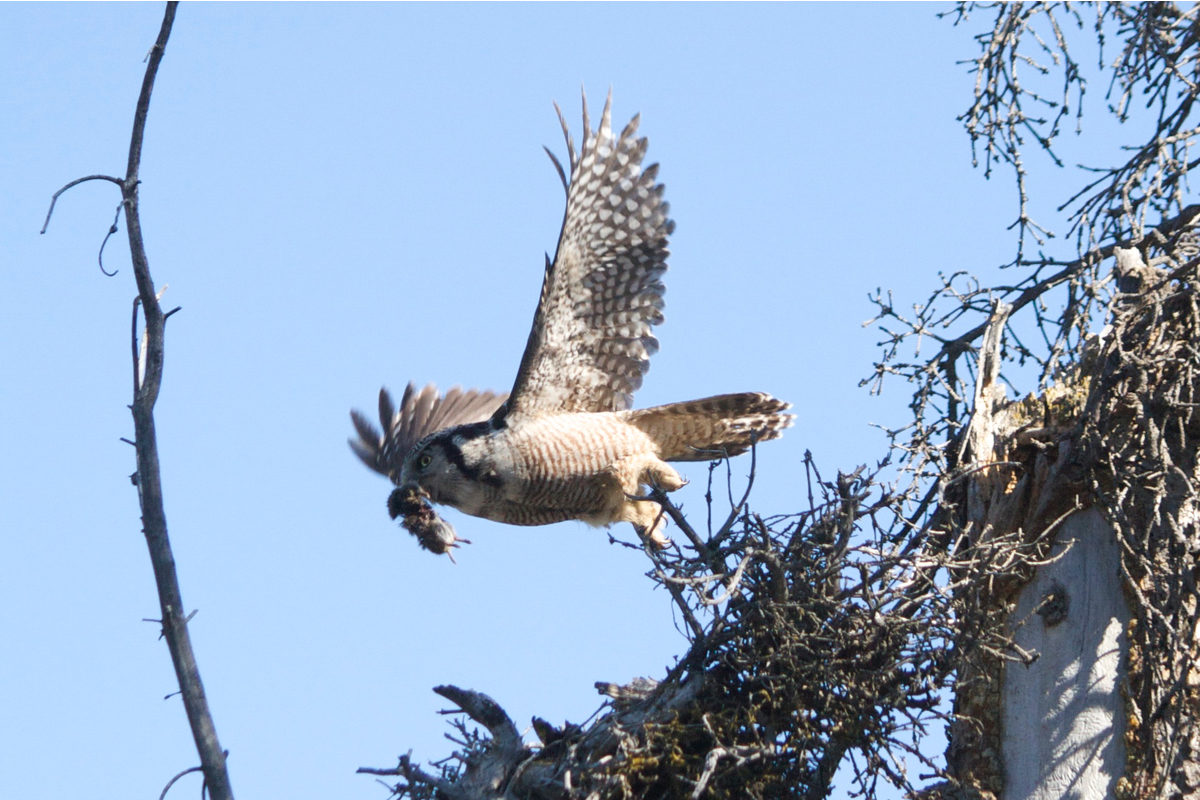 A female hawk owl, carrying a vole freshly delivered by her mate, flys from her nest to a feeding pearch. Yukon, Canada.