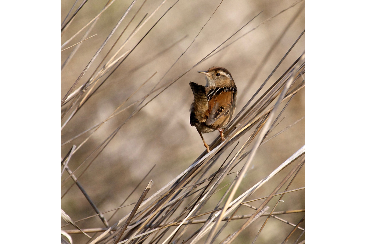 A marsh wren in the Fern ridge marsh. Near Eugene, Oregon.