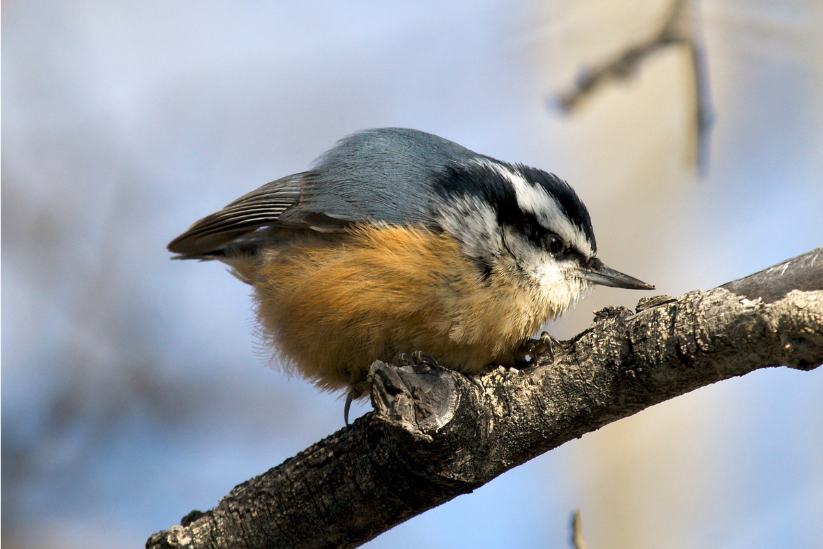 Red breasted nuthactch on the MSU campus. East Lansing, Michigan.