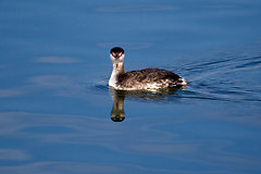 Grebe