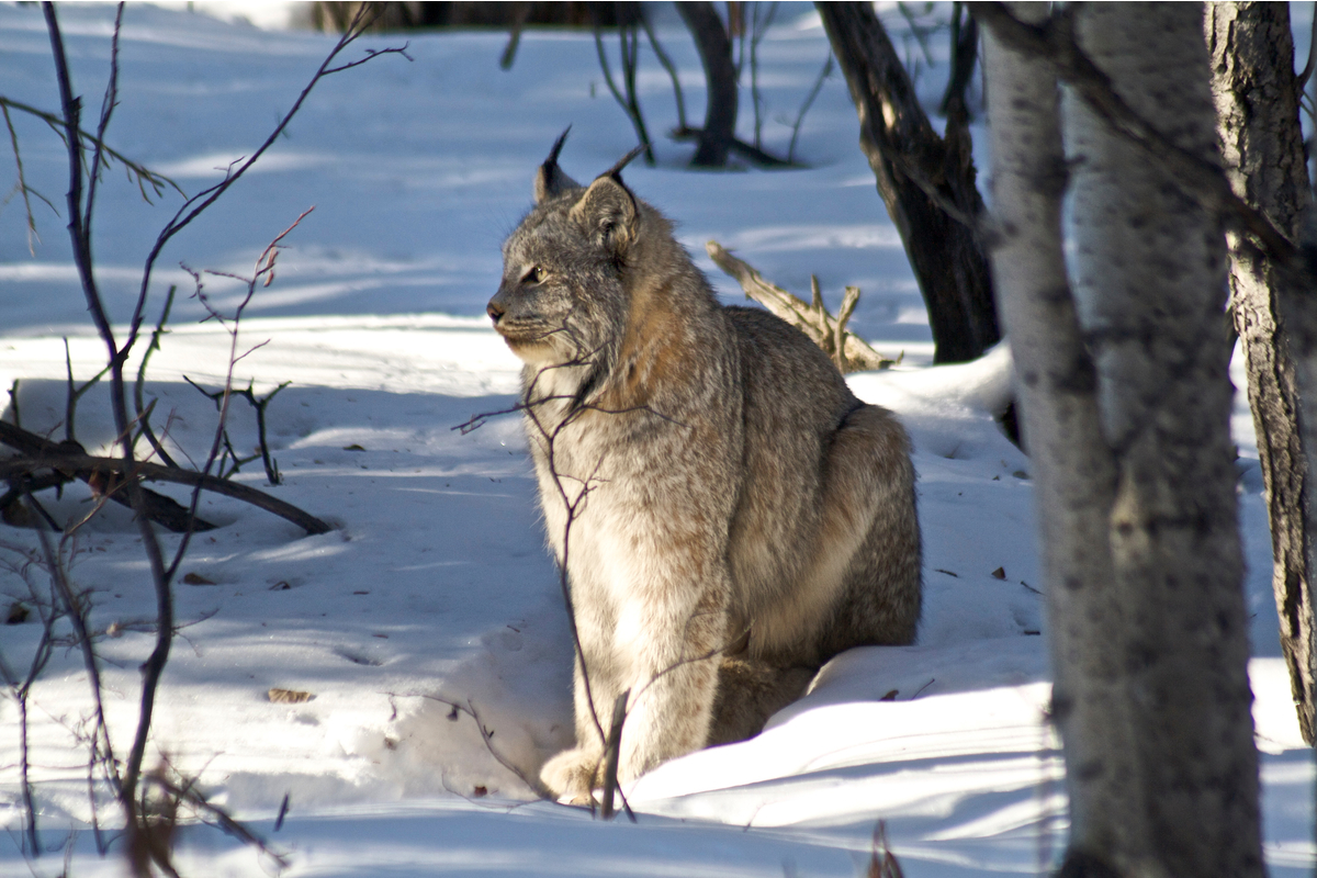 Canada lynx surveys the Boreal forest. Yukon, Canada.