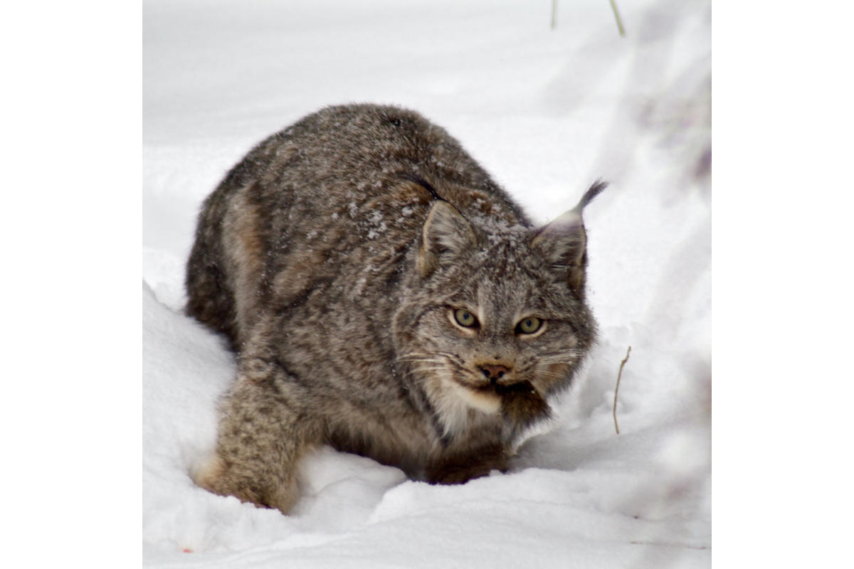 A lynx finishes off a red squirrel. Yukon, Canada.